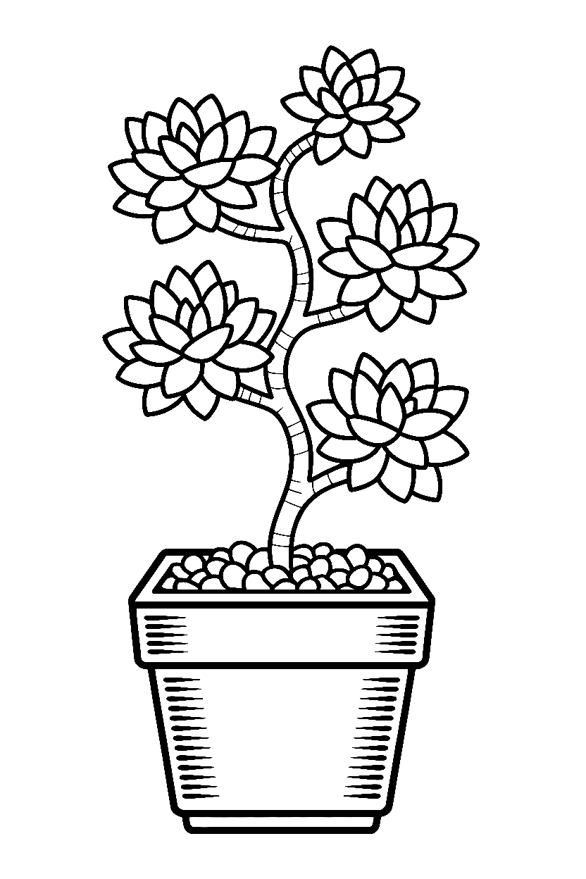 arranging succulent square pot coloring pages Succulent Coloring Pages