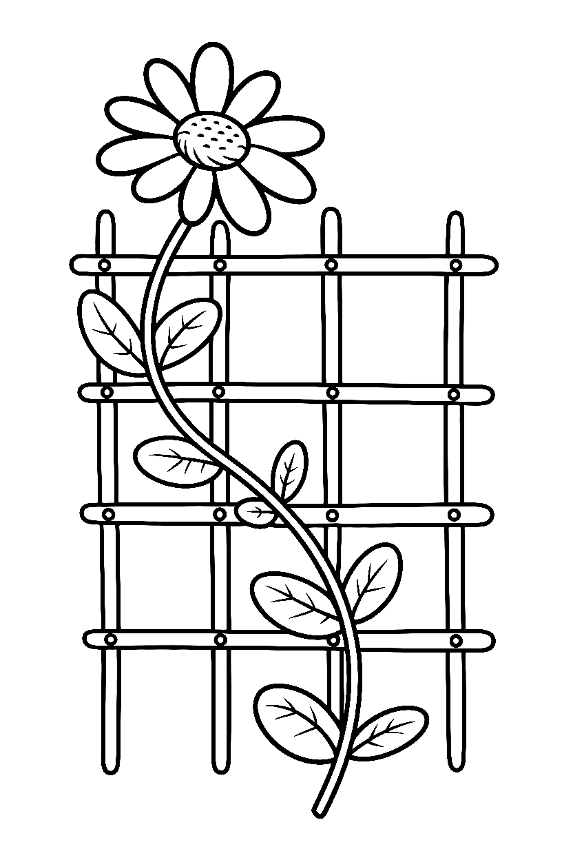 climbing trellis daisy drawing