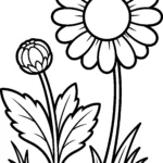 daisy-growth-stages-bud-bloom-coloring-pages