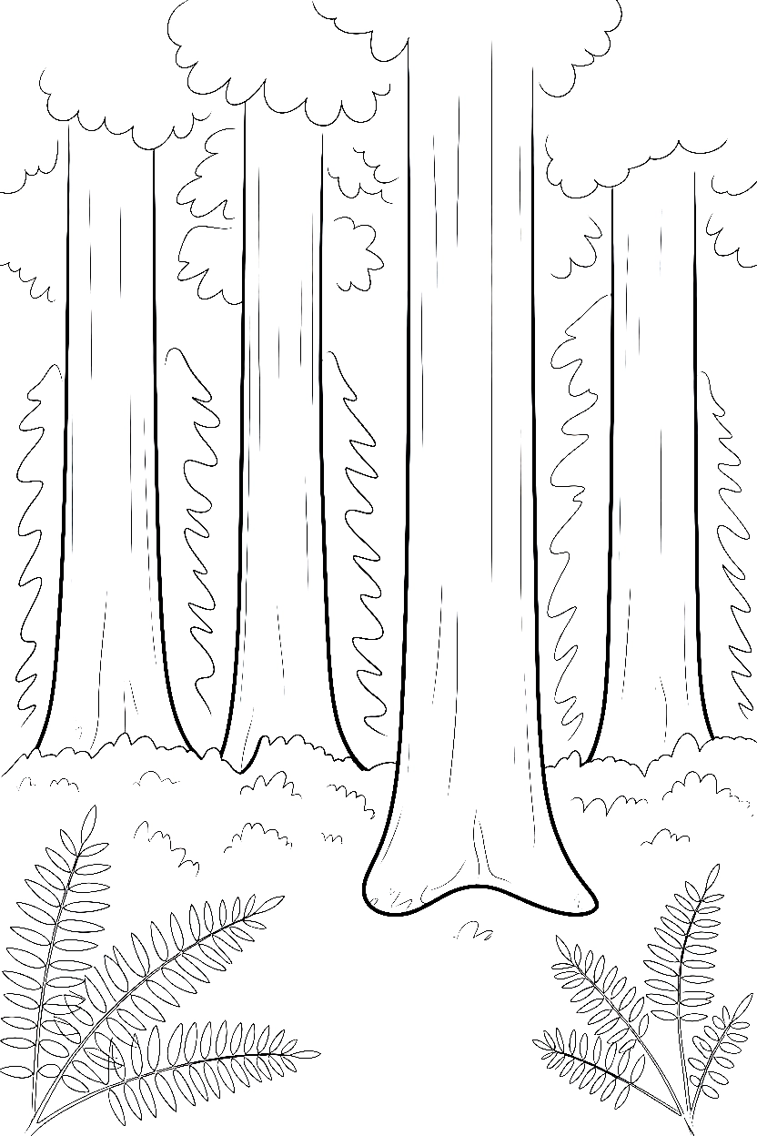 redwood trees ferns forest floor drawing redwood trees ferns forest floor drawing