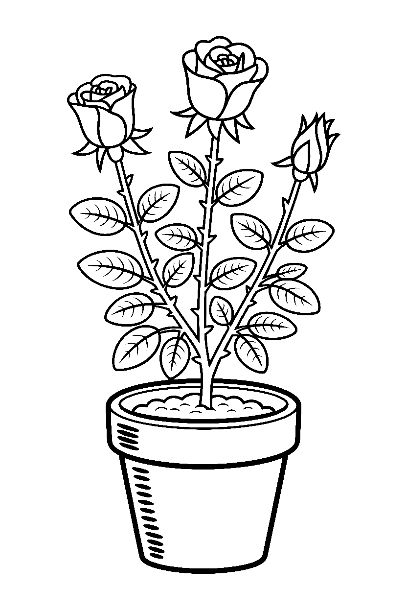 rose potted plant drawing rose potted plant drawing