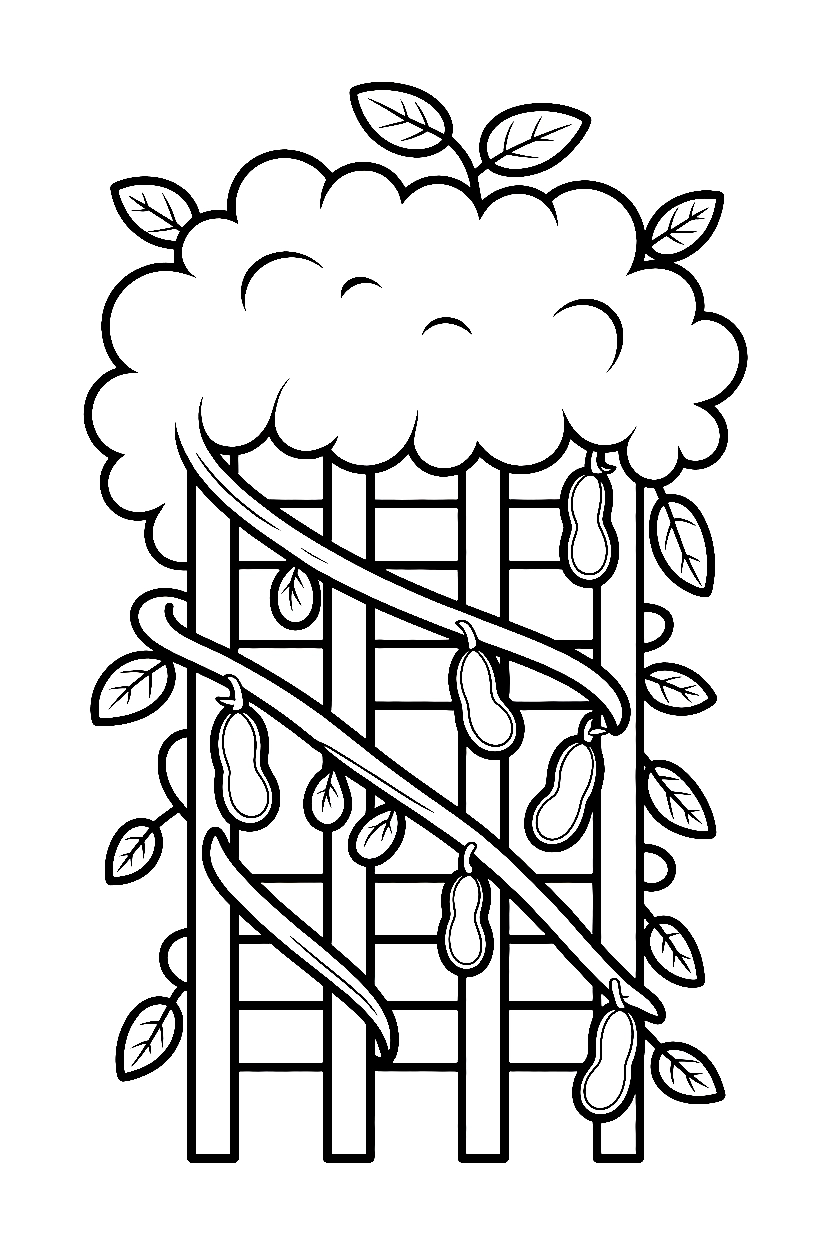trellis climbing beans vines drawing trellis climbing beans vines drawing